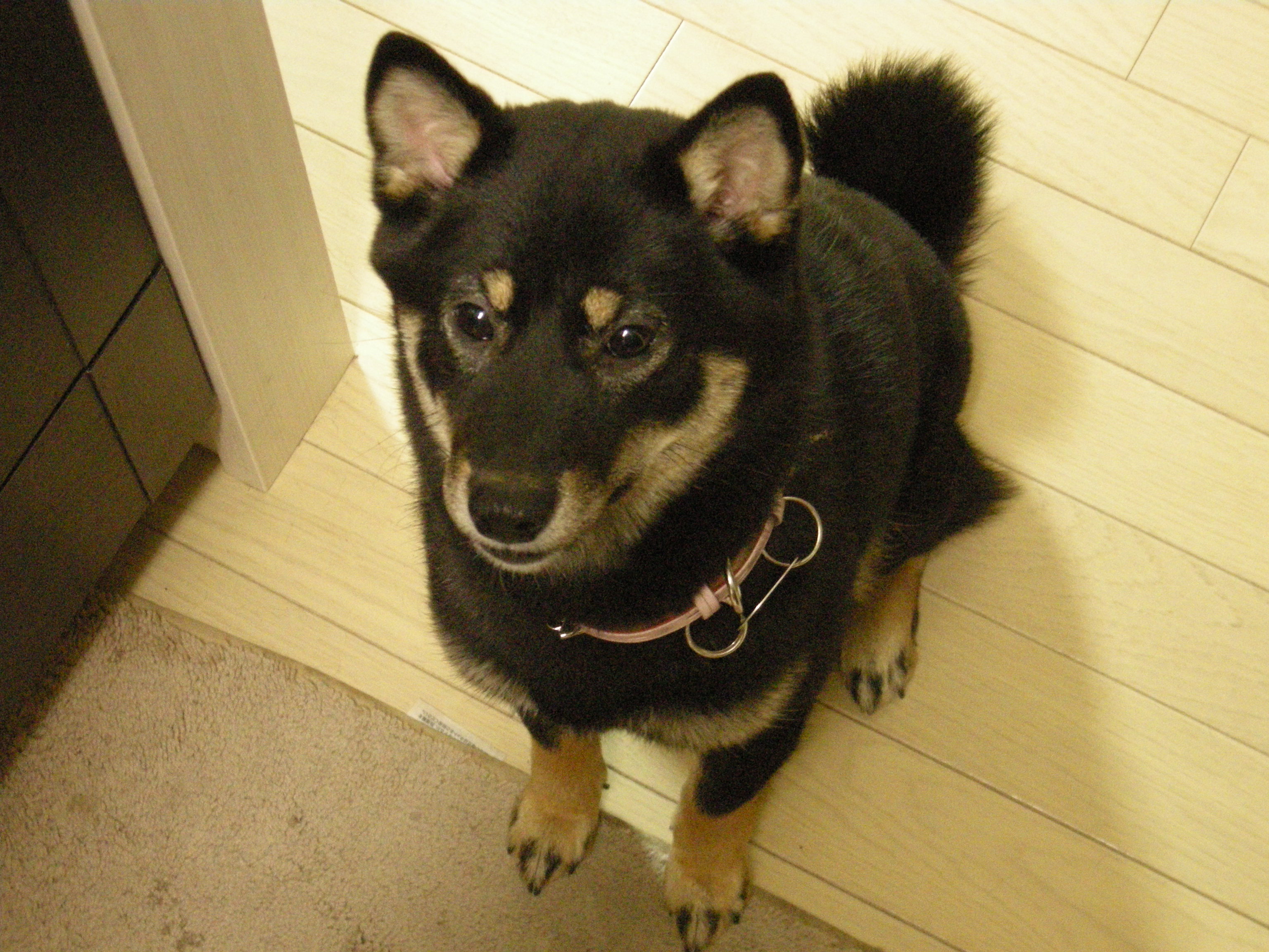 愛犬　