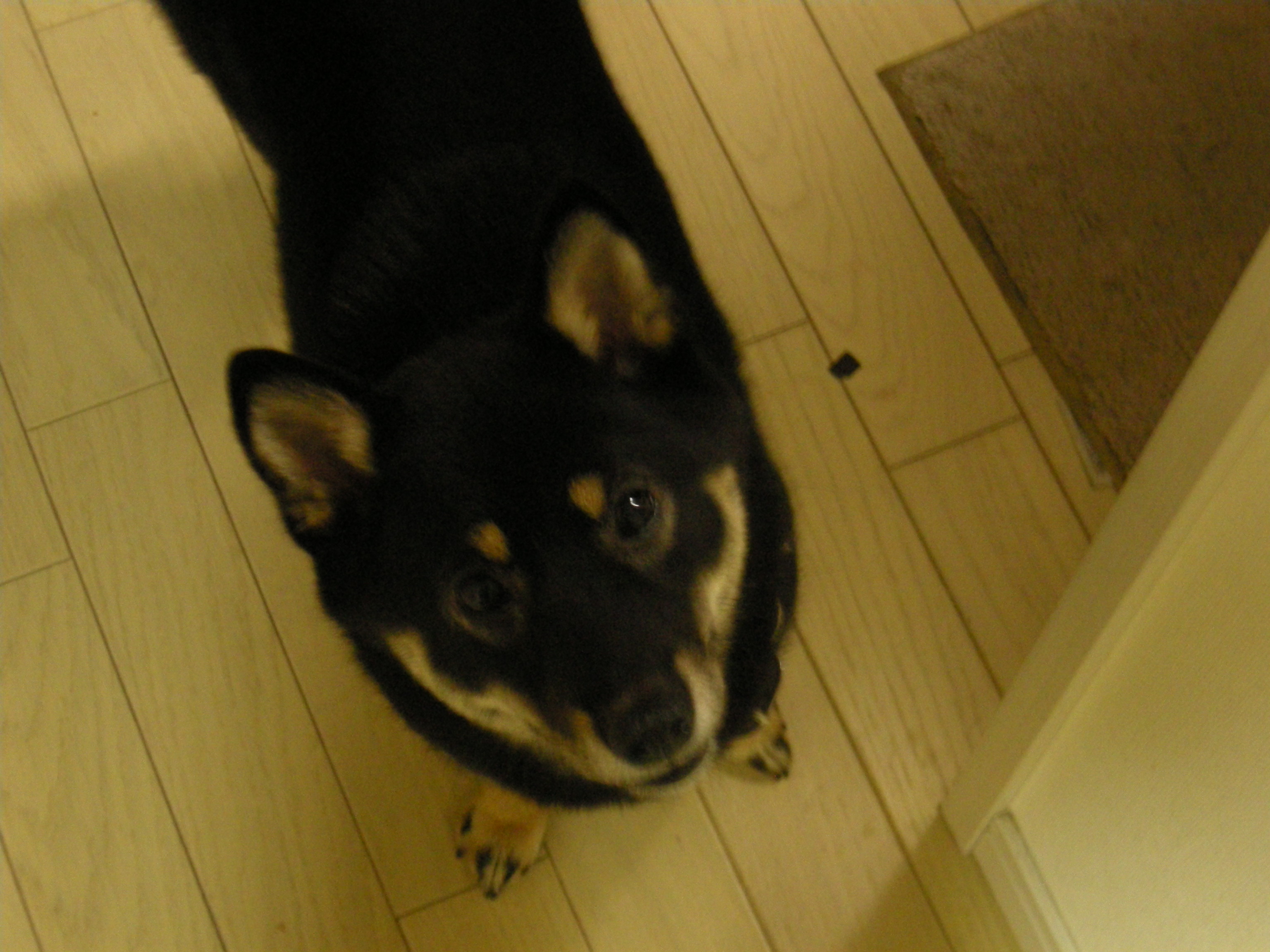 愛犬　