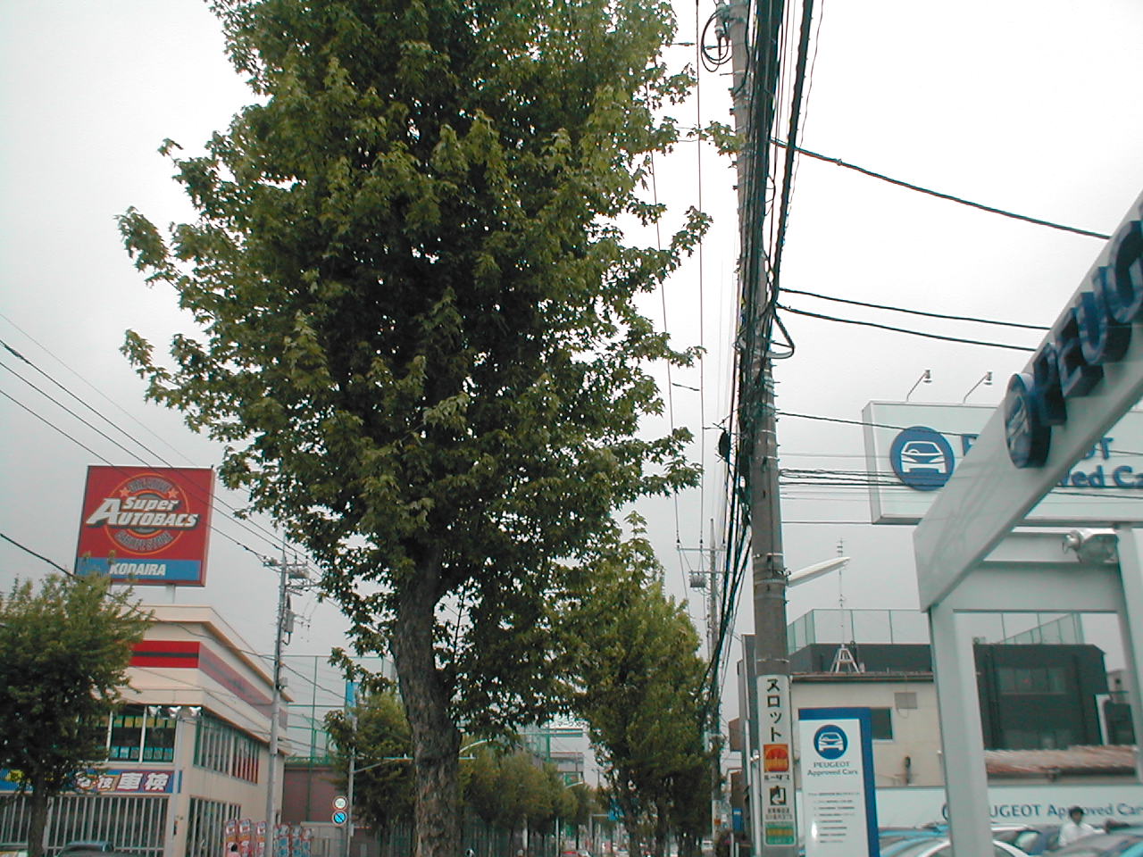 街路樹
