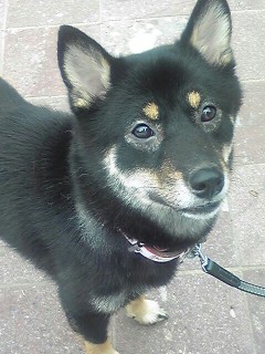 我が家のワンコ！