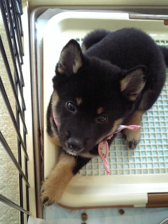 我が家のワンコ！