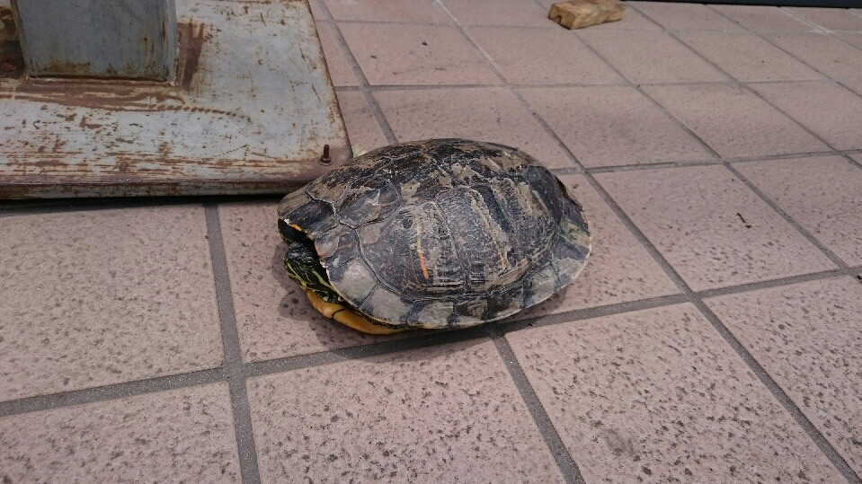 珍客！？