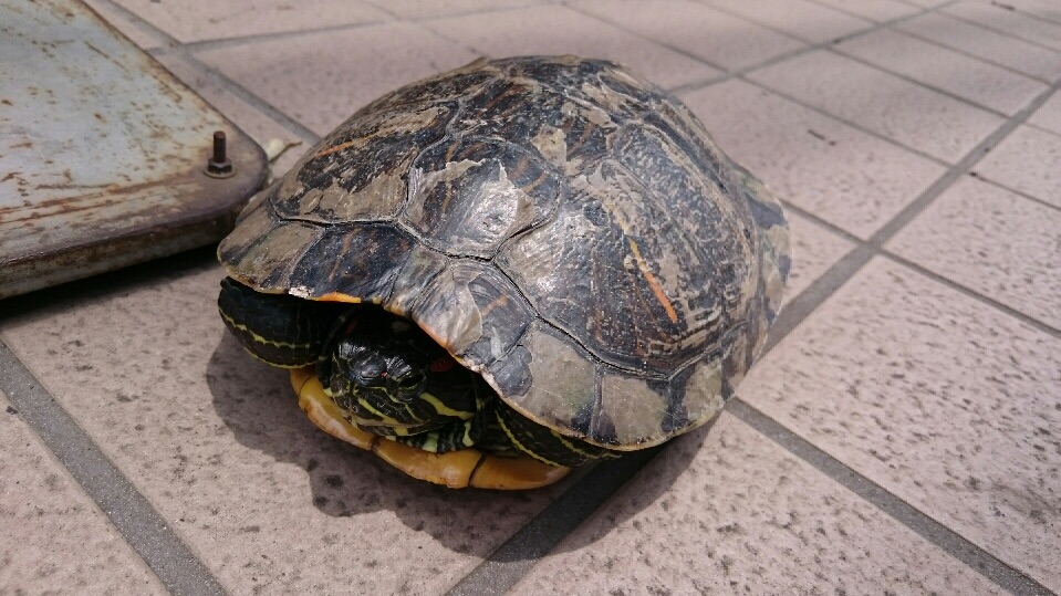 珍客！？