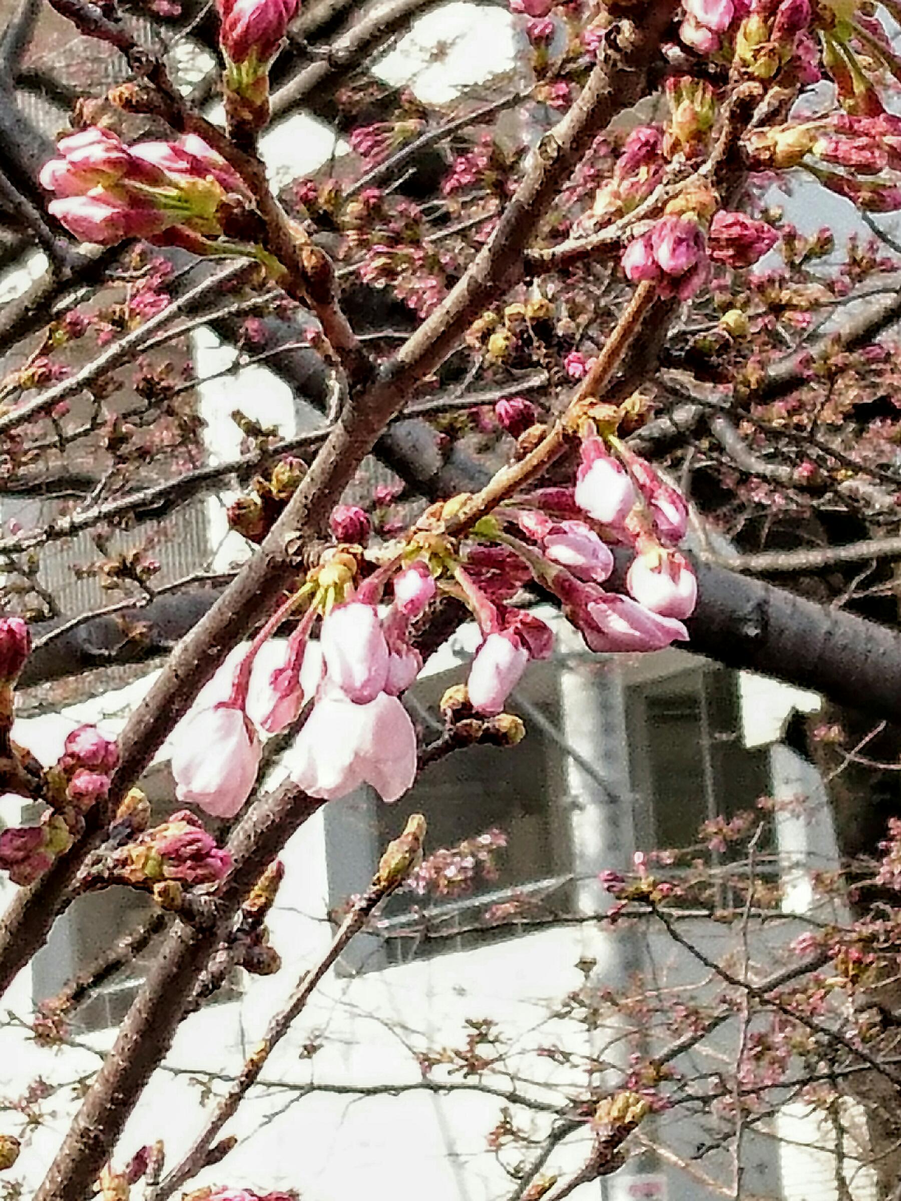 花より団子？いやいやどっちも…