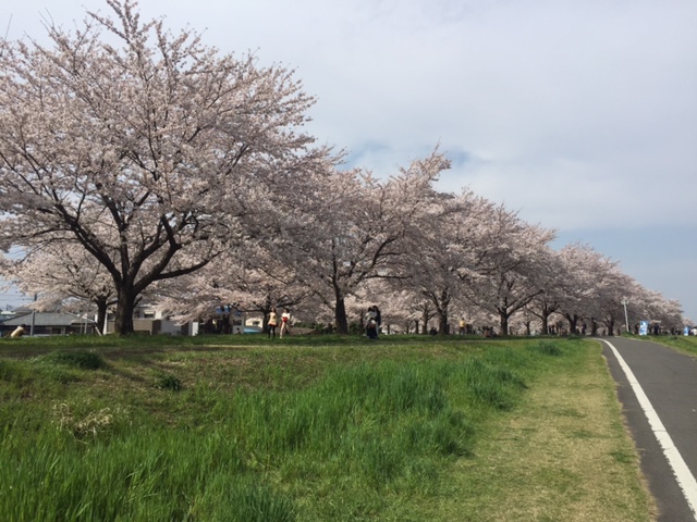 桜が満開！