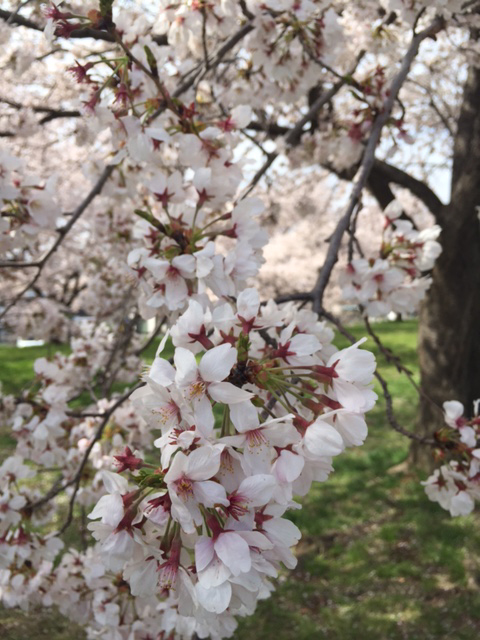 桜が満開！