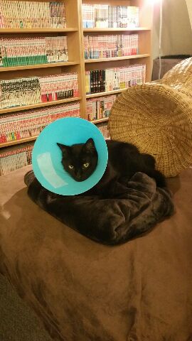 猫カフェ