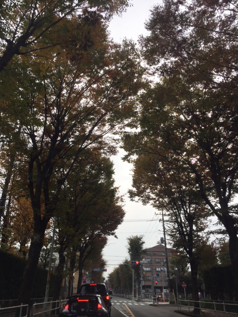 通勤路の風景