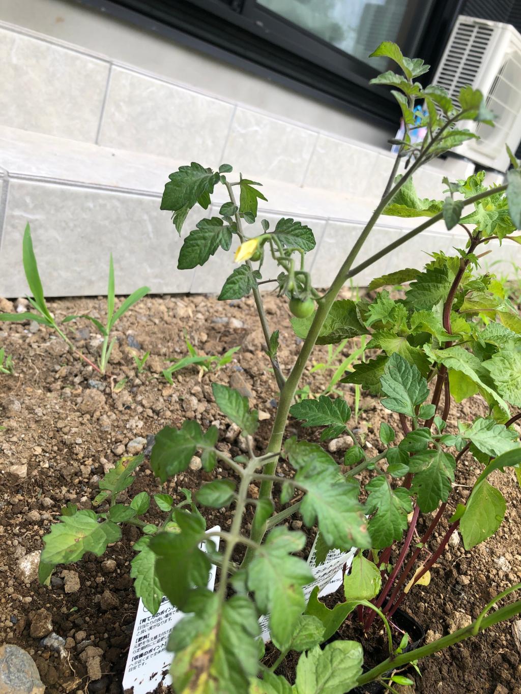 暑い日が続いております…